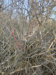Tillandsia baileyi