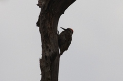 Chloropicus namaquus