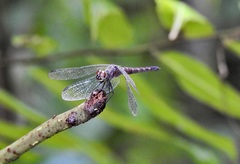 Brachydiplax duivenbodei