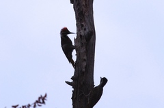 Chloropicus namaquus