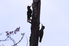 Chloropicus namaquus