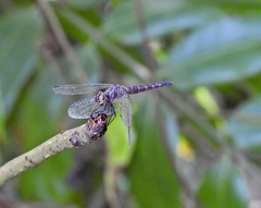 Brachydiplax duivenbodei