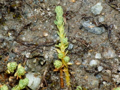 Kelleria paludosa