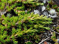 Dracophyllum muscoides