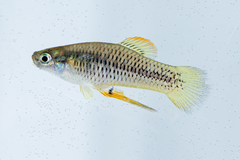 Priapichthys annectens