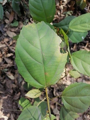 Alchornea latifolia
