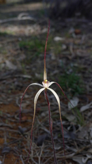 Caladenia microchila