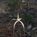 Western Wispy Spider Orchid - Photo (c) Keir Morse, some rights reserved (CC BY-NC-ND), uploaded by Keir Morse