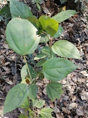 Alchornea latifolia