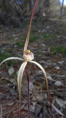 Caladenia microchila