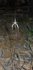 Caladenia microchila
