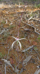Caladenia microchila