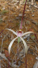 Caladenia microchila