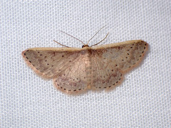 Idaea nephelota