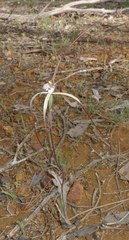 Caladenia microchila