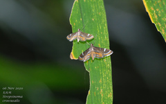 Strepsinoma croesusalis