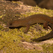 Colombian Clawed Gecko - Photo (c) Andrés Camilo Montes-Correa, some rights reserved (CC BY-NC), uploaded by Andrés Camilo Montes-Correa