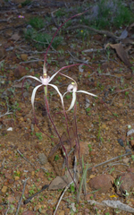 Caladenia microchila