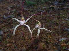 Caladenia microchila