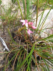 Disa vaginata