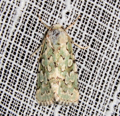 Bryolymnia viridata