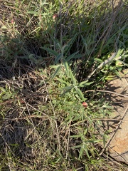 Epilobium canum