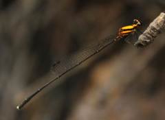 Prodasineura delicatula