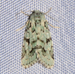 Bryolymnia viridata