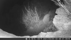 Rhinella atacamensis