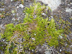 Dracophyllum muscoides