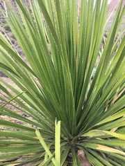 Dasylirion texanum