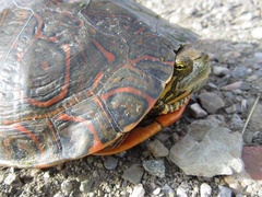 Trachemys gaigeae