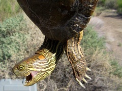 Trachemys gaigeae