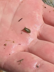 Ambrysus