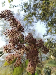 Heliocarpus donnellsmithii