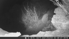 Rhinella atacamensis