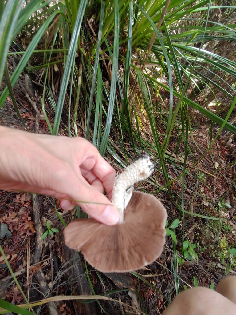 field and button mushrooms from North Shore, Hauraki, Auckland, New