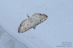 Pycnarmon cribrata
