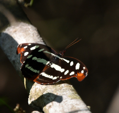 Catonephele mexicana