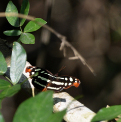Catonephele mexicana