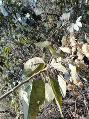 Heliocarpus donnellsmithii