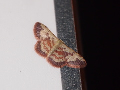 Idaea vacillata