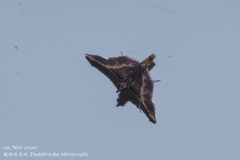 Endotricha olivacealis