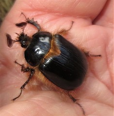 Pleocoma dubitabilis dubitabilis