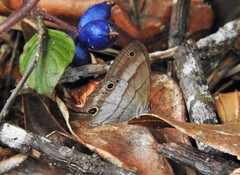 Euptychoides laccine