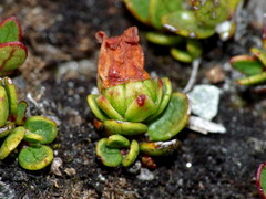Gaultheria nubicola