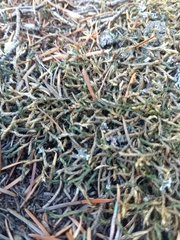 Selaginella underwoodii