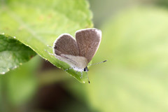 Eicochrysops hippocrates