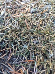 Selaginella underwoodii