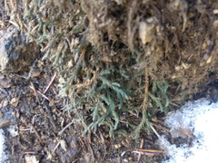 Selaginella weatherbiana